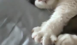 小猫咪视频,小猫咪视频集锦