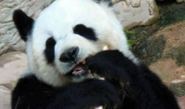 关于大熊猫的视频,国宝的萌态与生态传奇